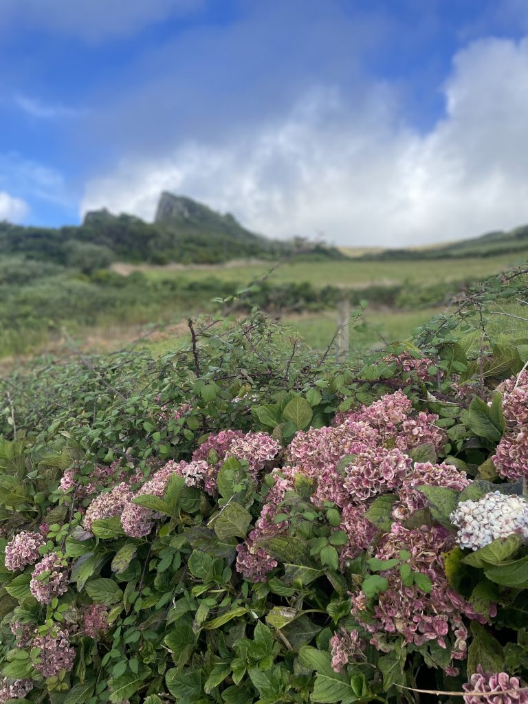 Vous ne pourrez passer à côté des hortensias, qui bordent les routes des îles des acores