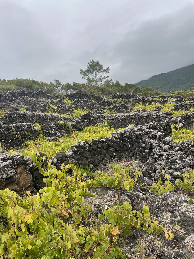Découvrez les vignes volcaniques de Pico