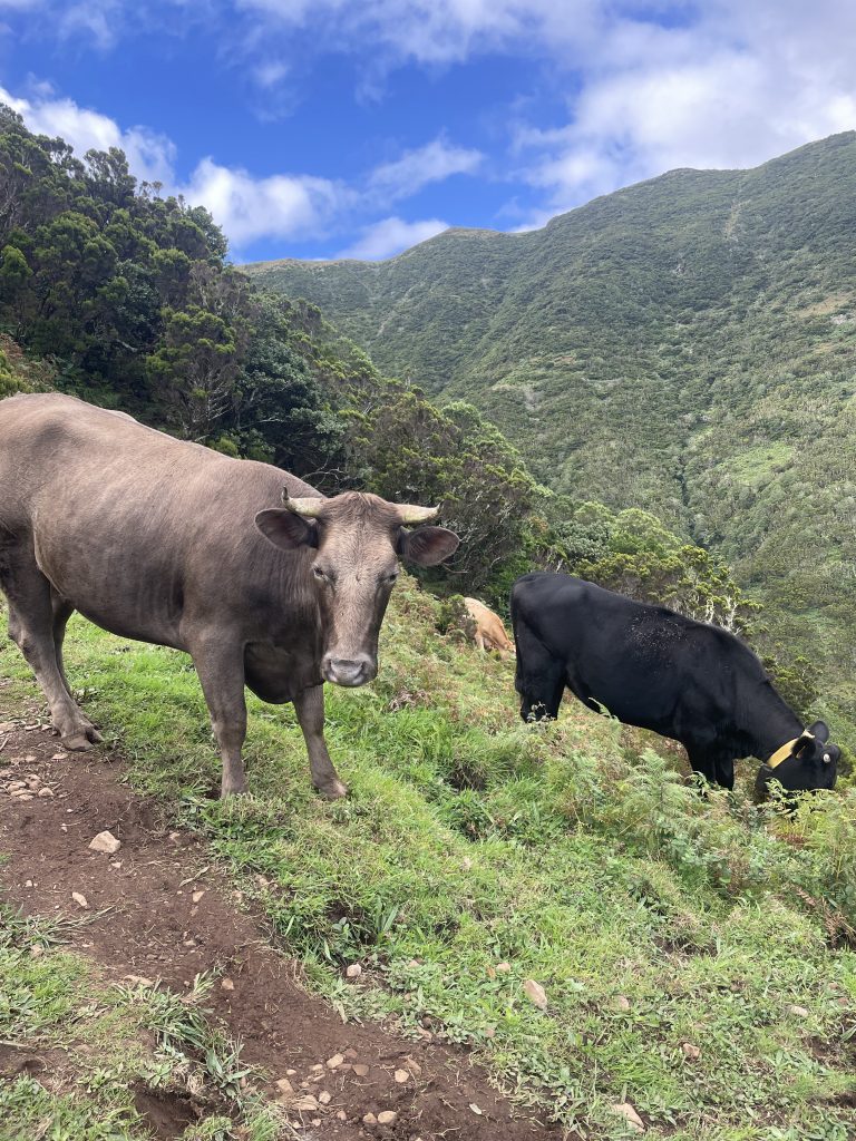 Ne passez pas à côté de la randonnée jusqu'aux Fajasde Sao Jorge