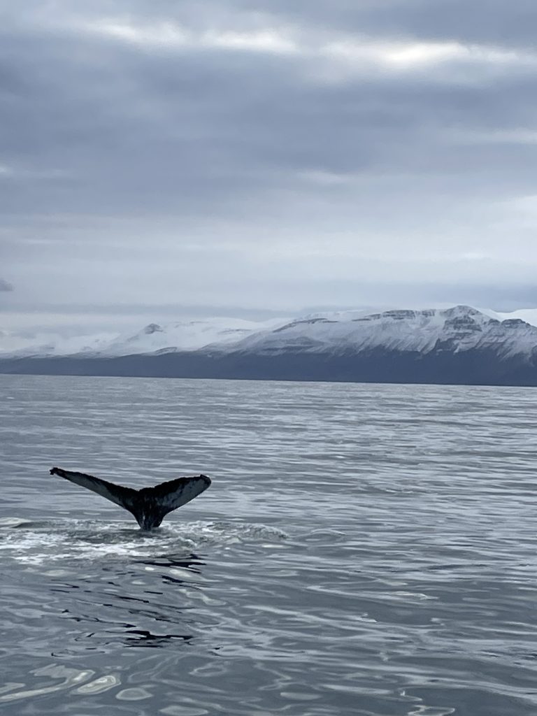 Observez les baleines dans le nord de l'Islande
