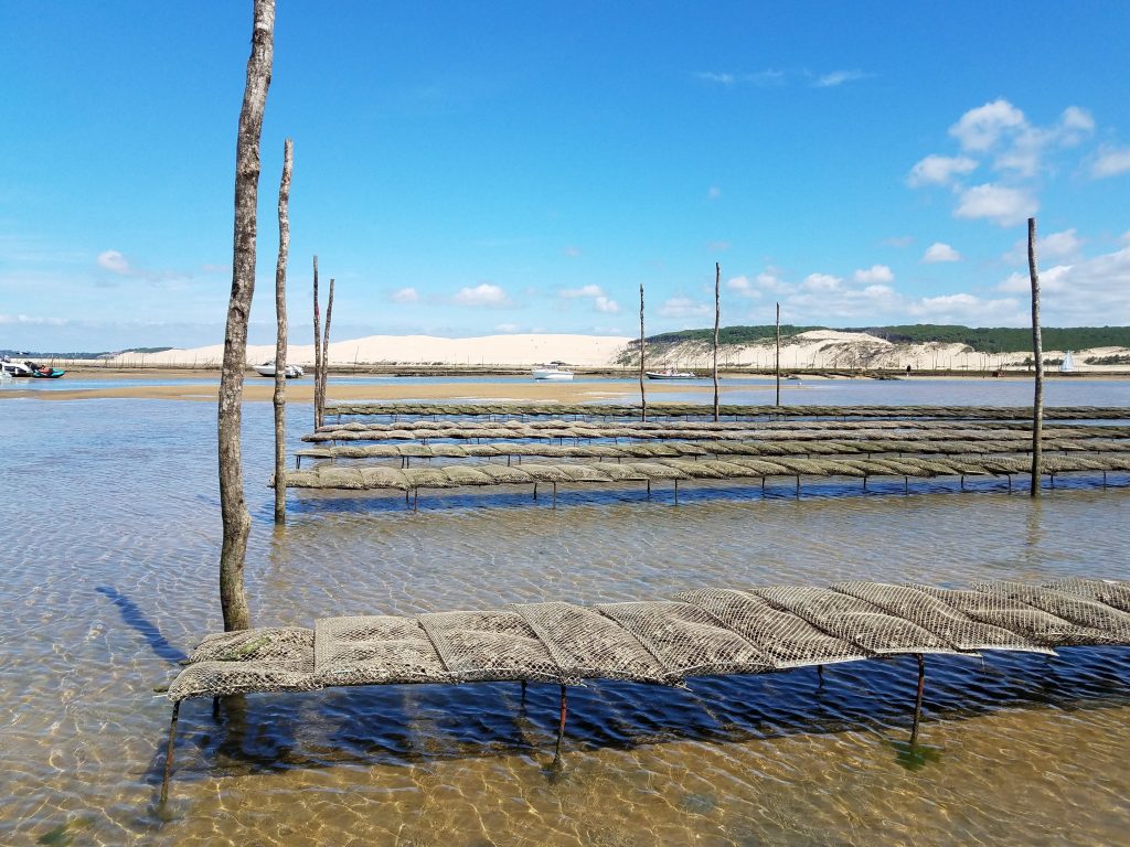 Découvrez le bassin d'arcachon et ses plans d'huitres