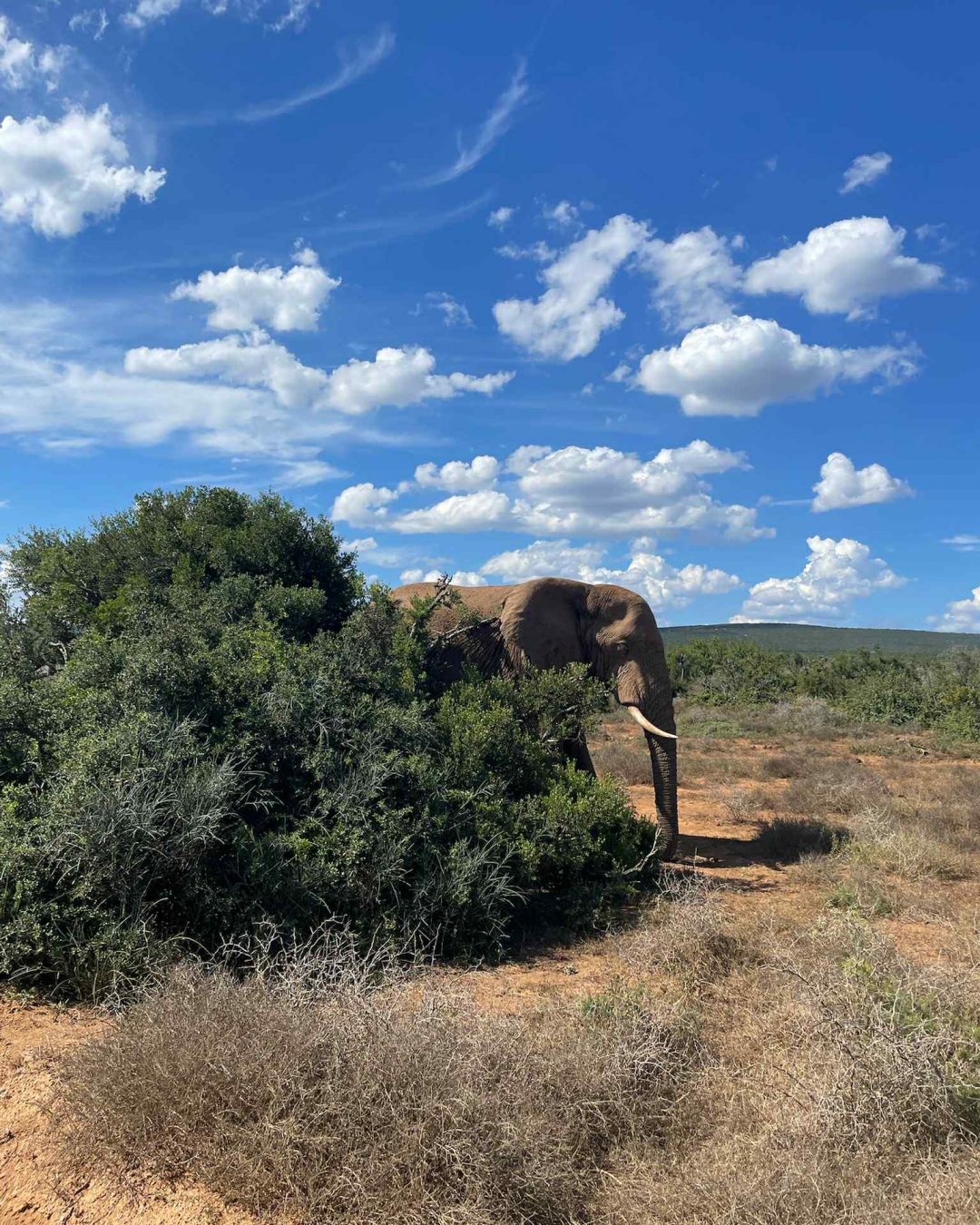Le meilleur safari près de Cape Town, Addo Elephant Park