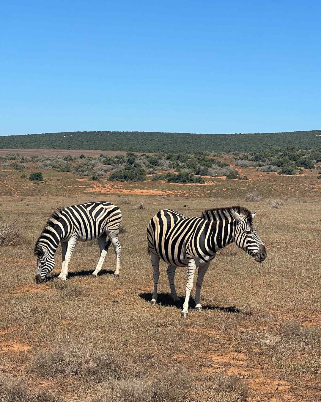 Ne manquez pas le safari Addo Elephant Park pour observer les big 5