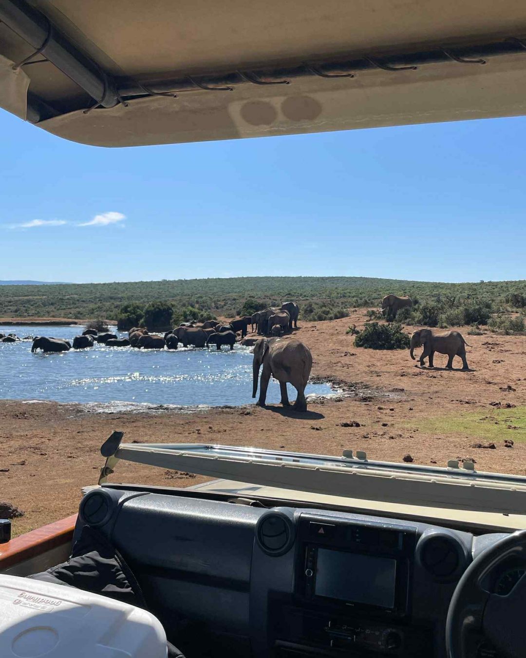 Où observer des éléphants et animaux sauvages en Afrique du Sud