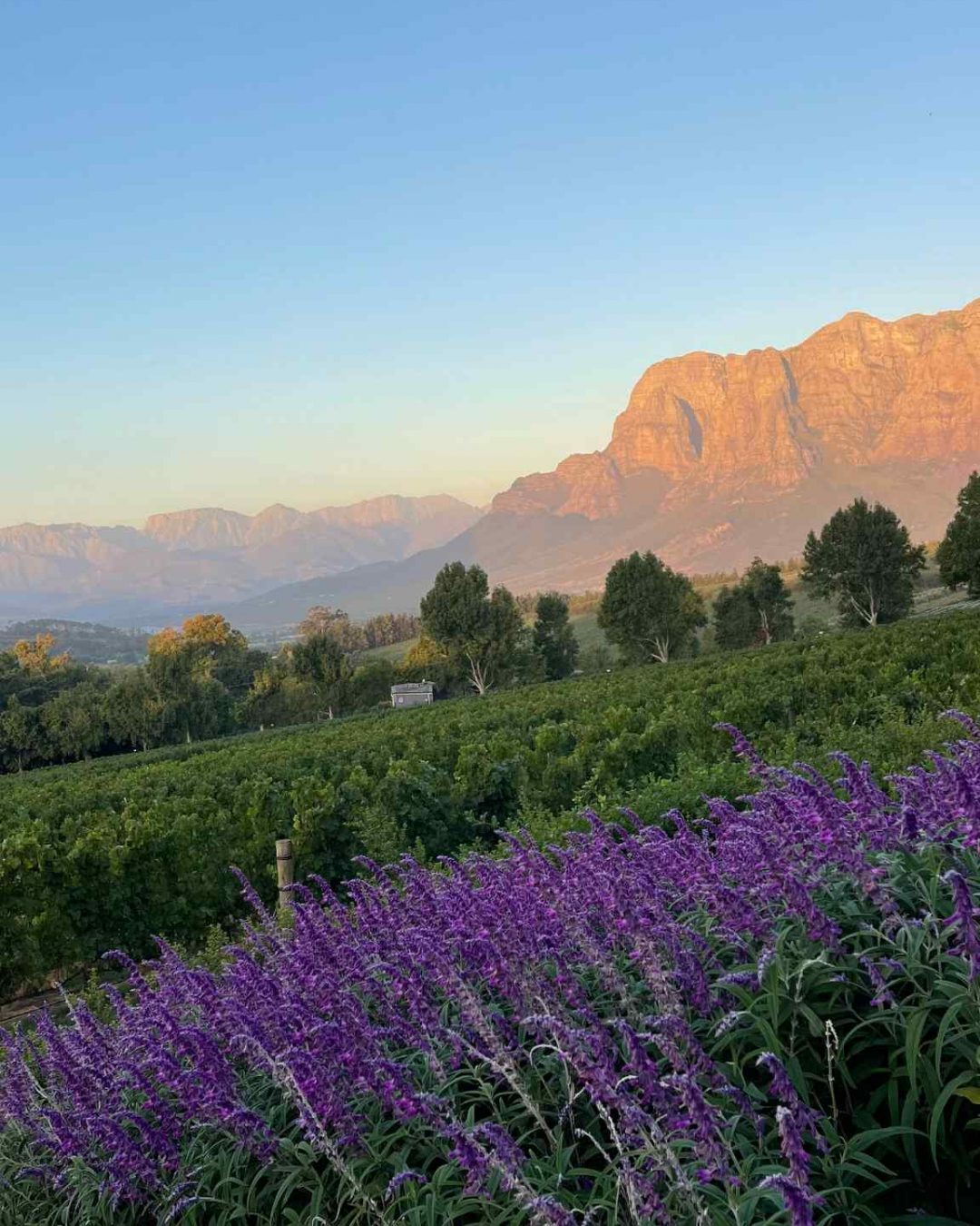 Stellenbosh, tombez amoureux de ces paysages viticoles au milieu des montagnes sud africaines